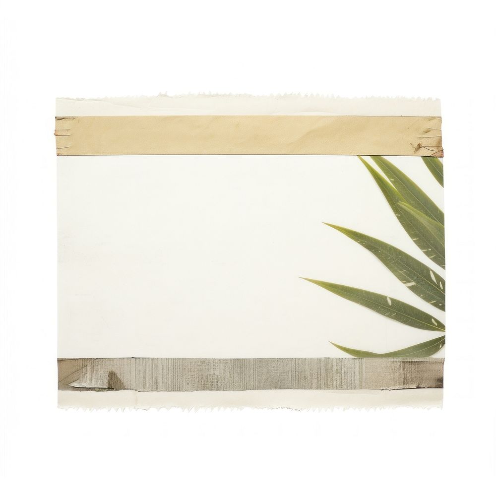 Palm leaves plant white background rectangle. AI generated Image by rawpixel.