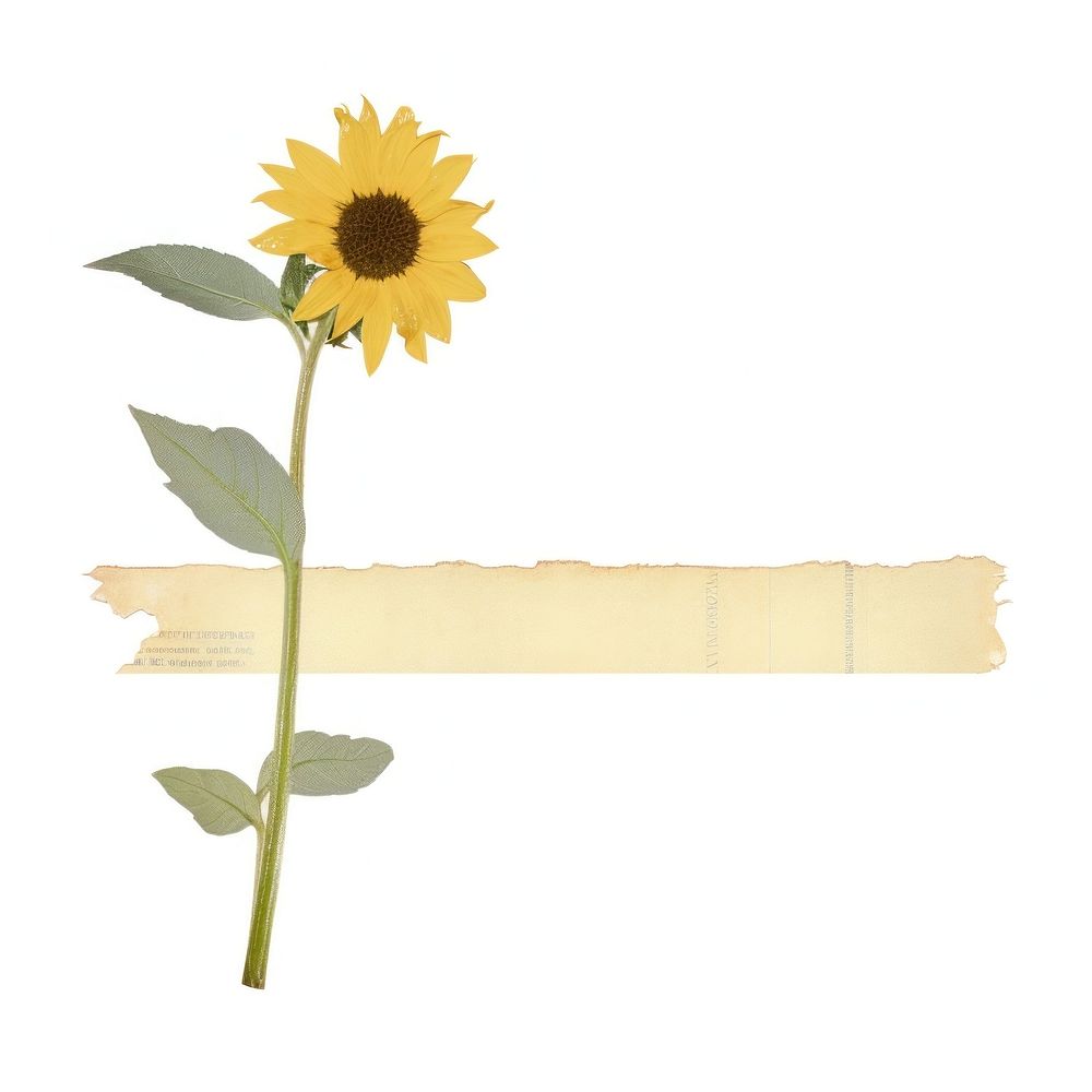 Sunflower plant leaf white background. AI generated Image by rawpixel.