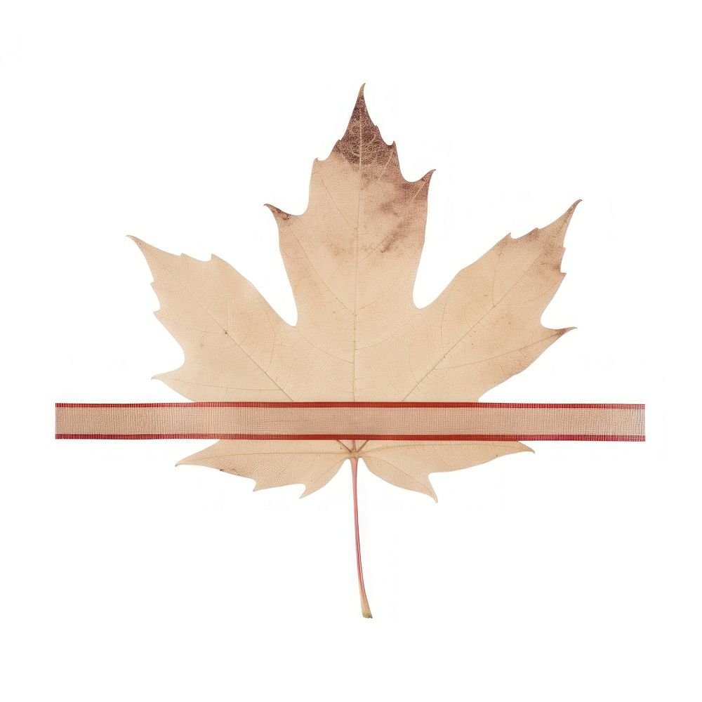 Maple leaf tape plant tree Free Photo Illustration rawpixel