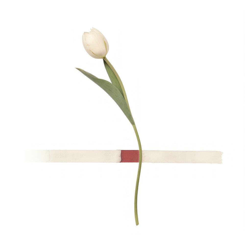 Minimal tulip with tape flower plant white. AI generated Image by rawpixel.