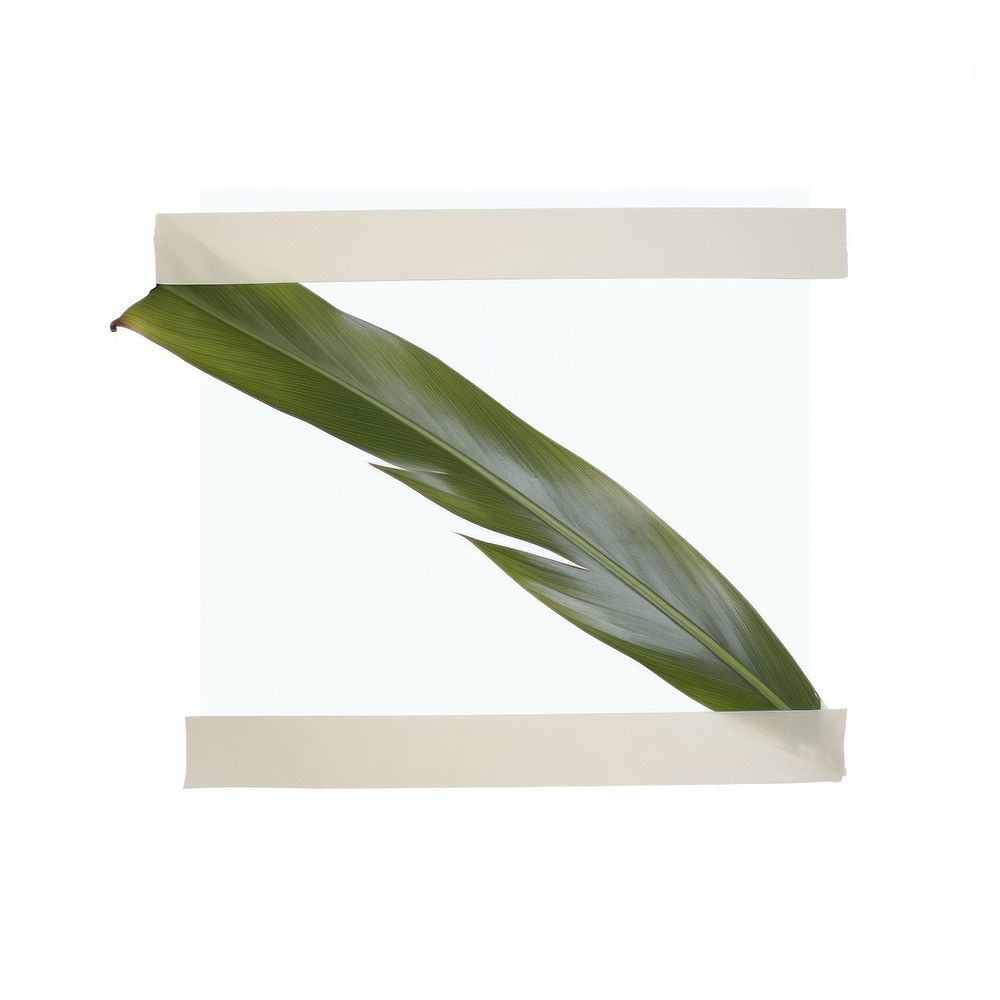 Minimal adhesive tape is stuck on the Tropical leaves plant leaf white background. AI generated Image by rawpixel.