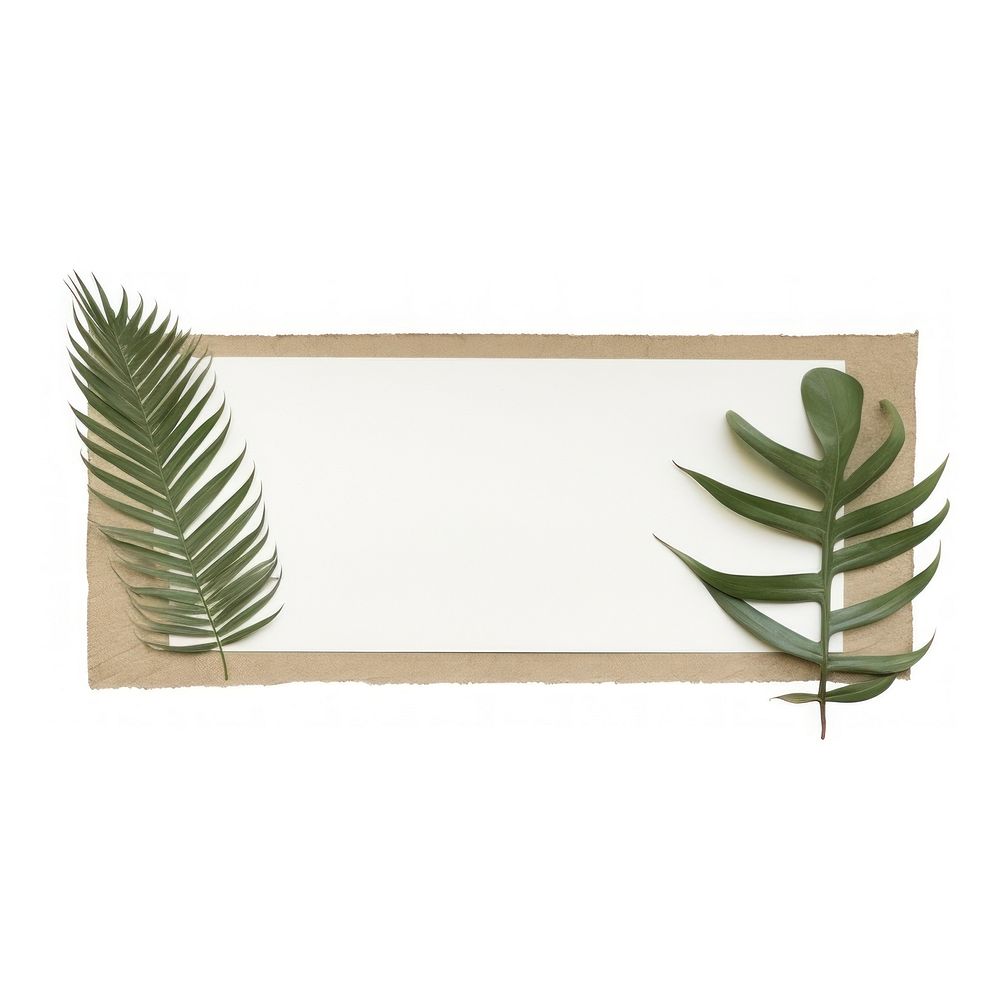 Tropical leaves plant leaf white background. AI generated Image by rawpixel.
