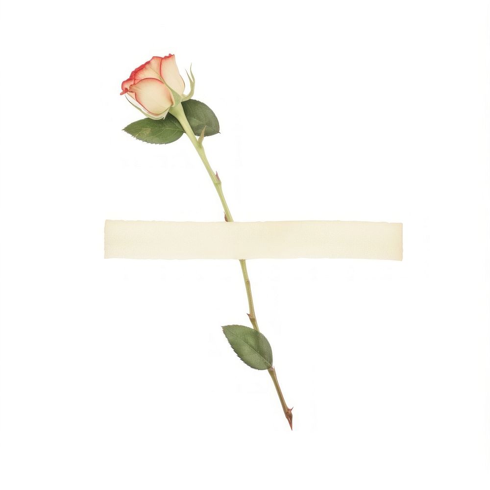 Minimal adhesive tape is stuck on the rose flower plant leaf. AI generated Image by rawpixel.