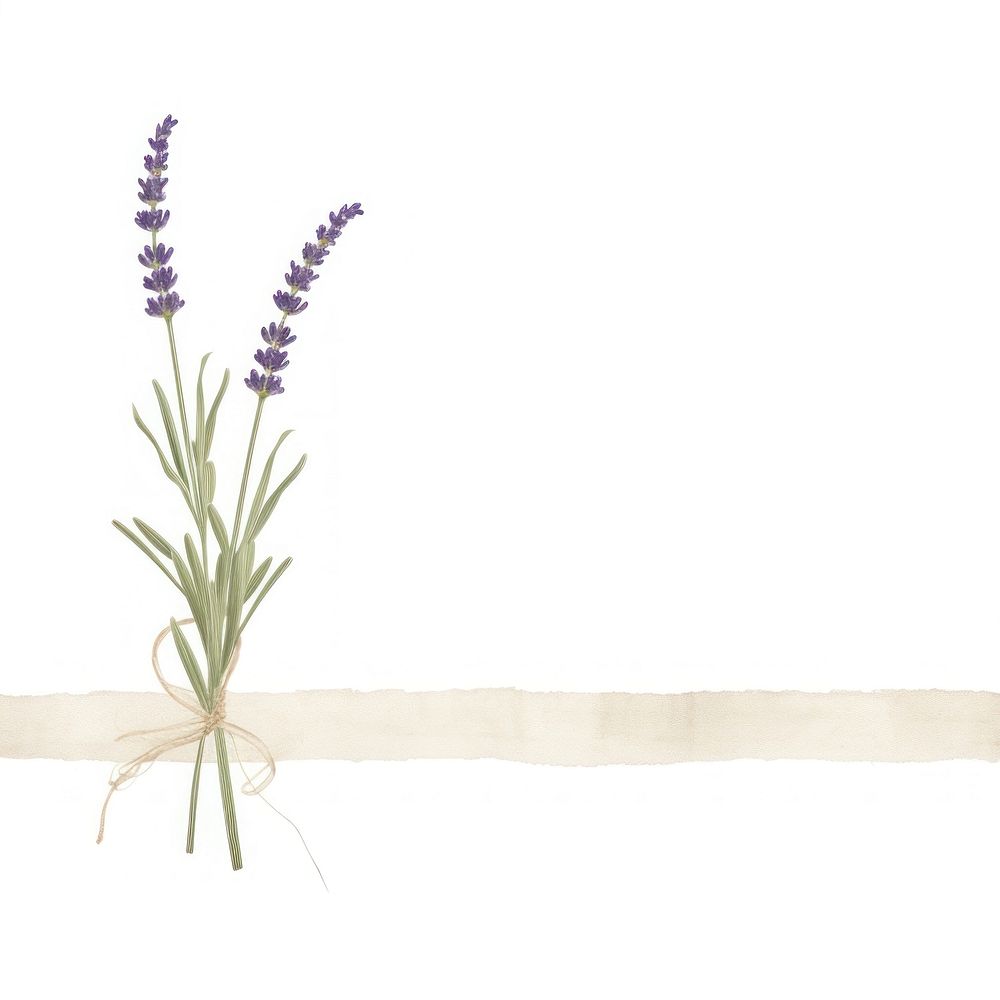 Minimal lavender bouque flower plant white background. AI generated Image by rawpixel.