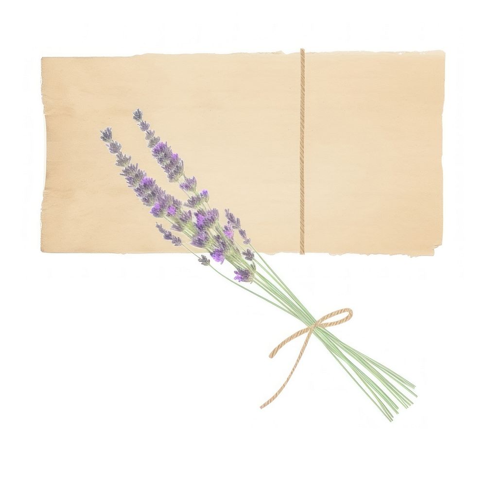 Lavender bouque flower plant white background. AI generated Image by rawpixel.