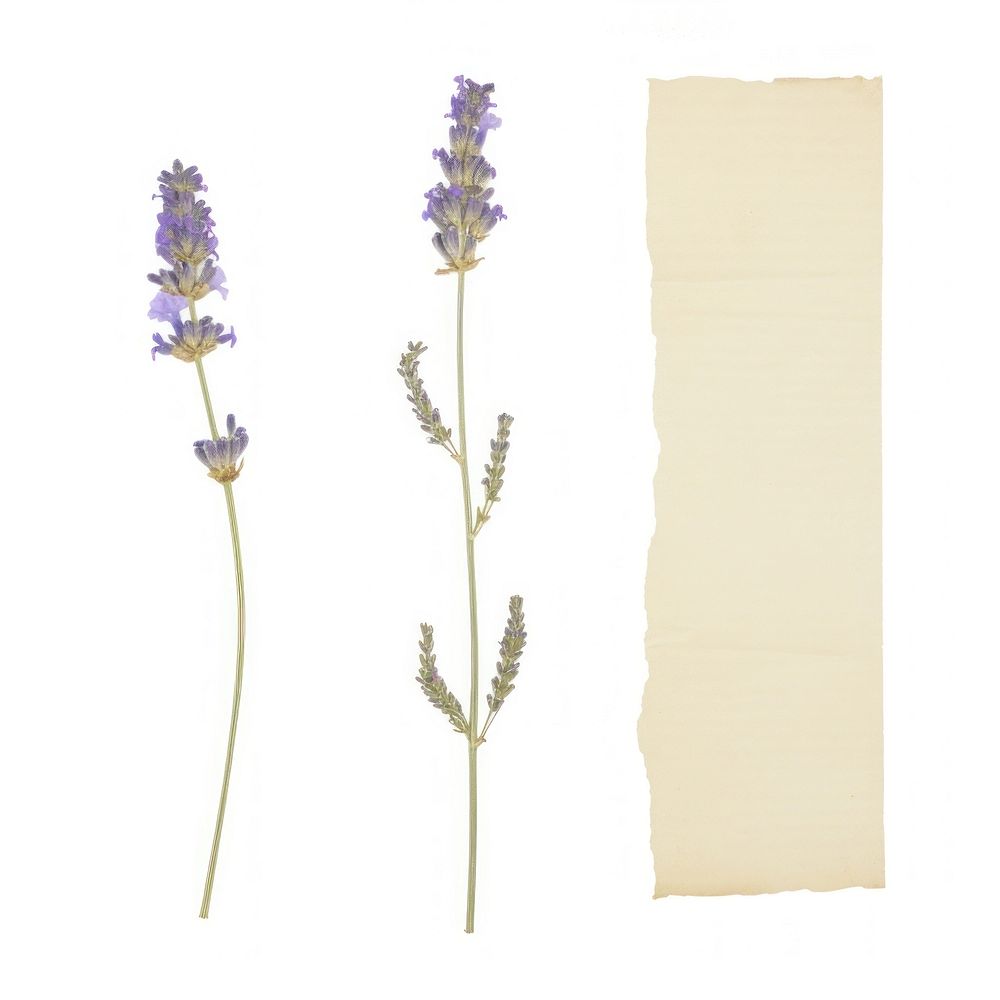 Lavender bouque flower plant white background. AI generated Image by rawpixel.
