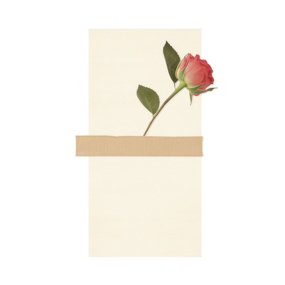 Minimal rose with tape flower plant white background. AI generated Image by rawpixel.