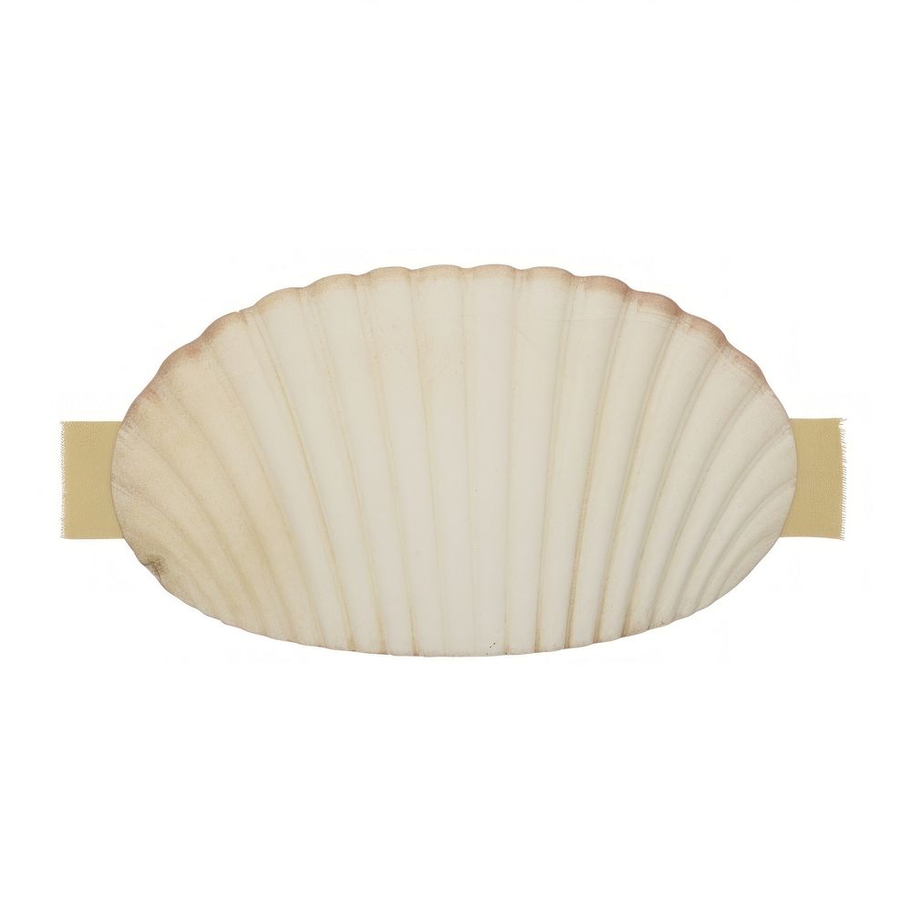 Shell with tape clam white background invertebrate. AI generated Image by rawpixel.