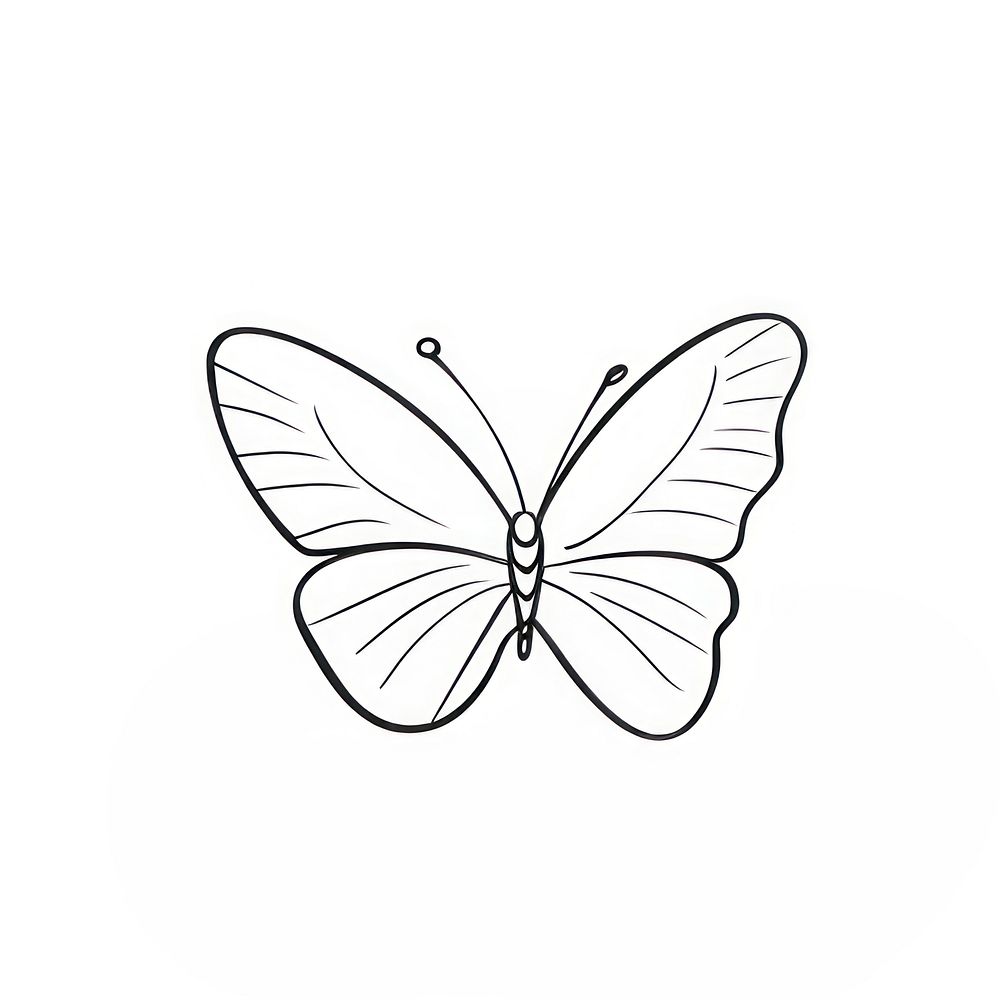 Butterfly drawing sketch white. 