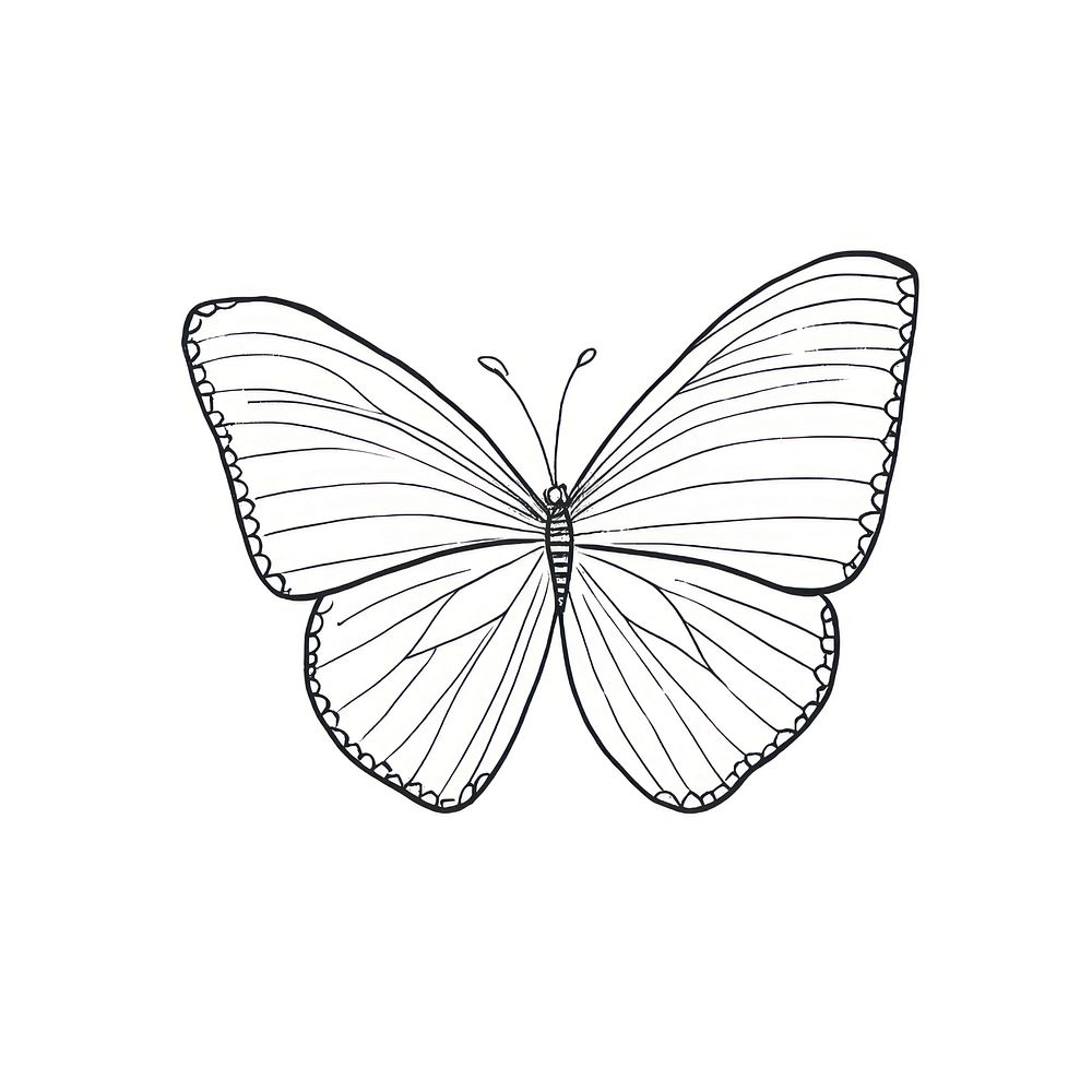 Butterfly drawing sketch white. AI generated Image by rawpixel.