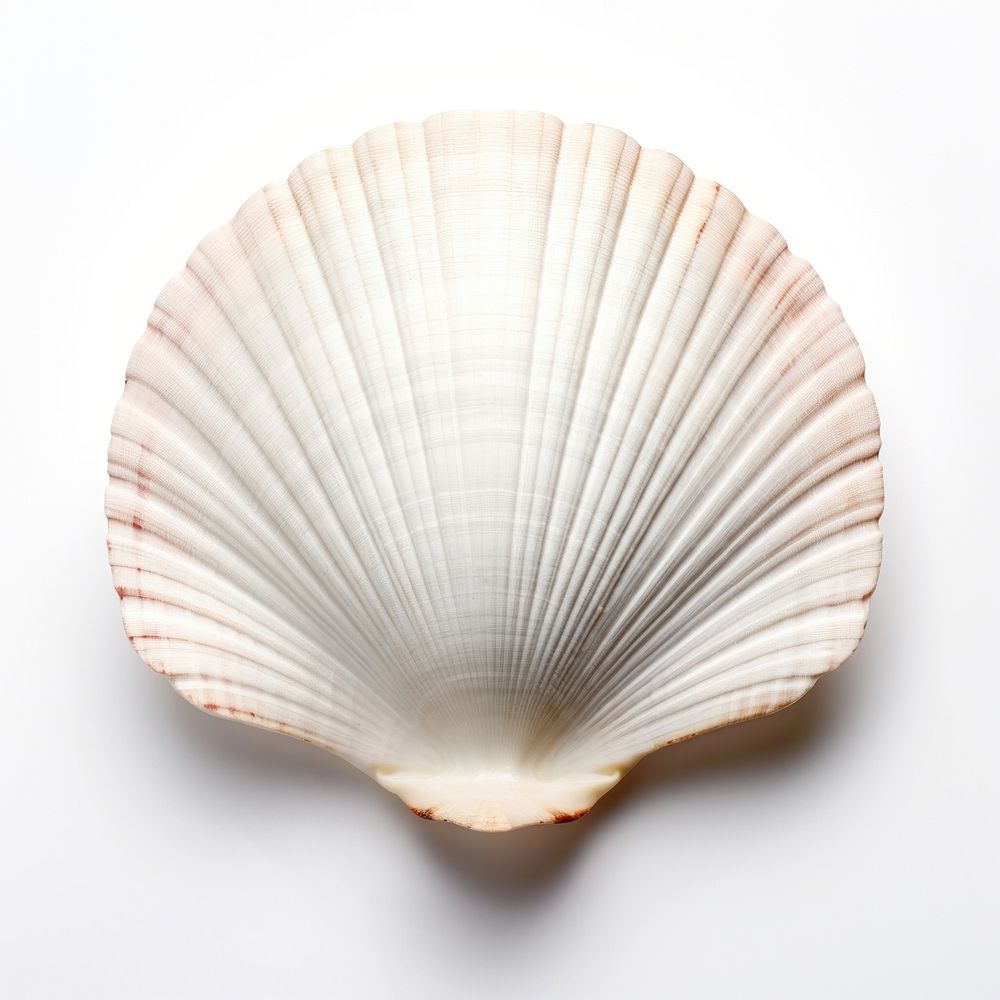 Cockle shell cockle clam white background. AI generated Image by rawpixel.