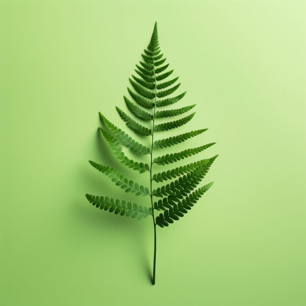 Fern plant leaf nature. AI generated Image by rawpixel.