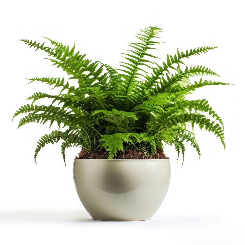 Boston fern in pot plant leaf white background. AI generated Image by rawpixel.