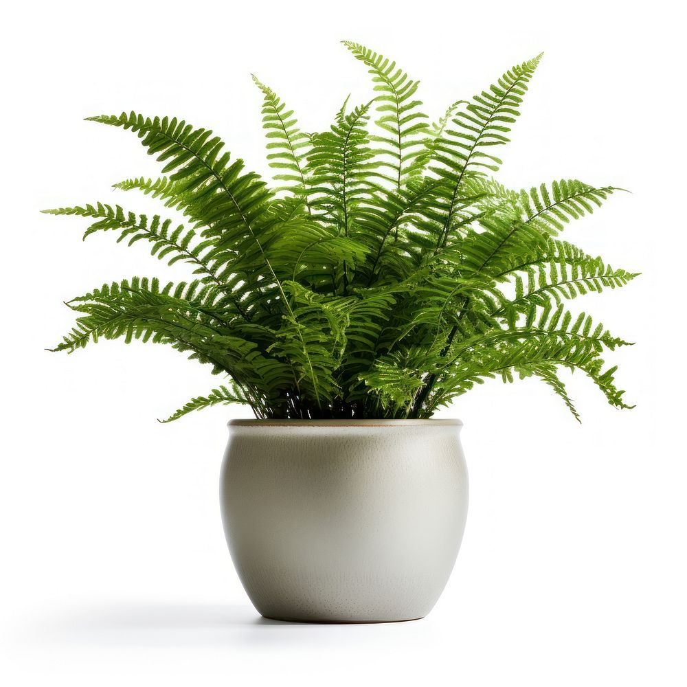 Boston fern in pot plant leaf white background. AI generated Image by rawpixel.