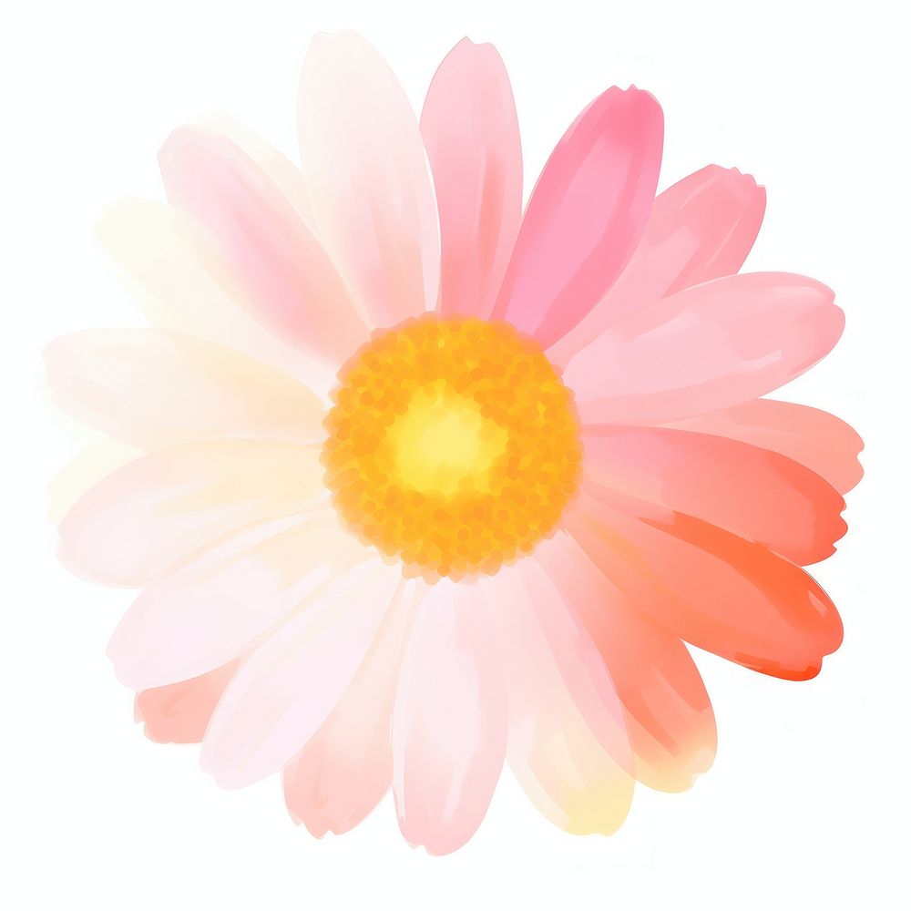 Daisy flower petal plant white background. AI generated Image by rawpixel.