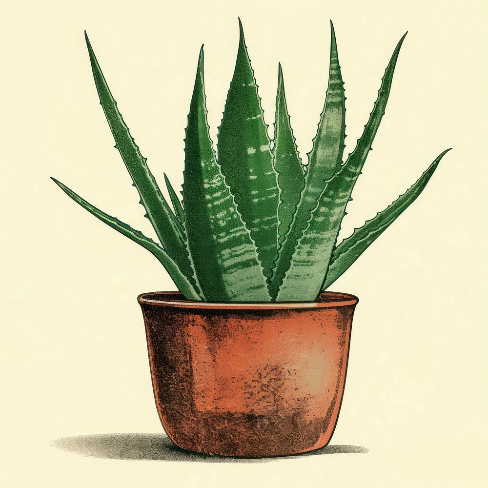 Aloe vera in pot plant houseplant flowerpot. AI generated Image by rawpixel.