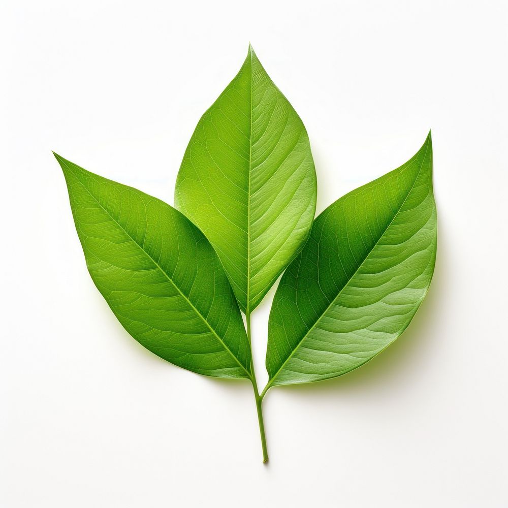 Leafs plant green herbs. AI generated Image by rawpixel.