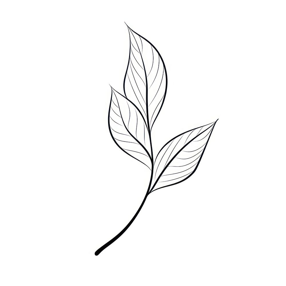 Plant leaf drawing sketch line. AI generated Image by rawpixel.