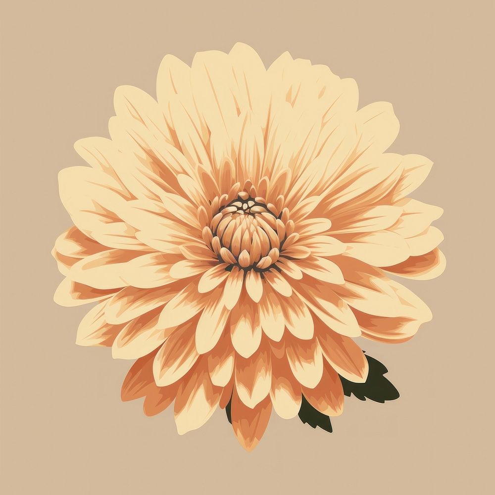 Chrysanthemum chrysanths dahlia flower. AI generated Image by rawpixel.