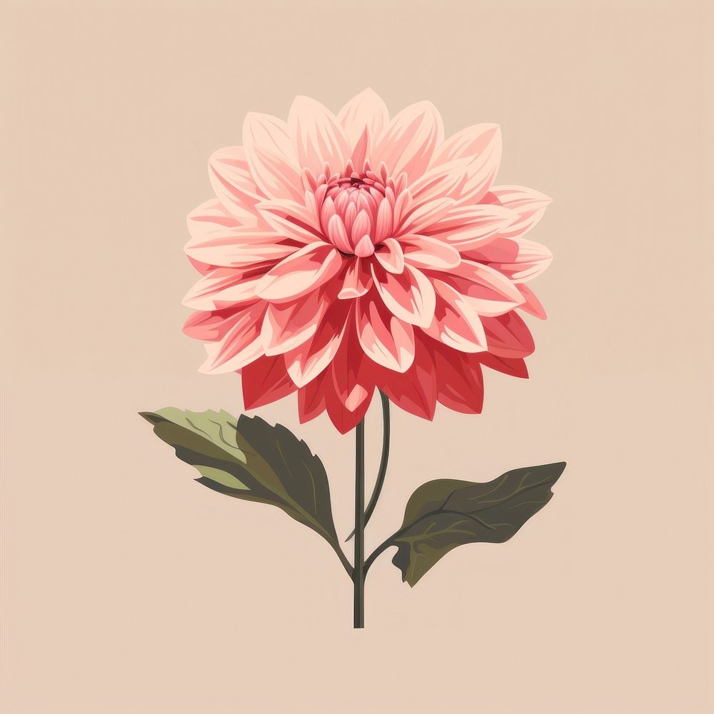 Dahlia flower plant pink. AI generated Image by rawpixel.