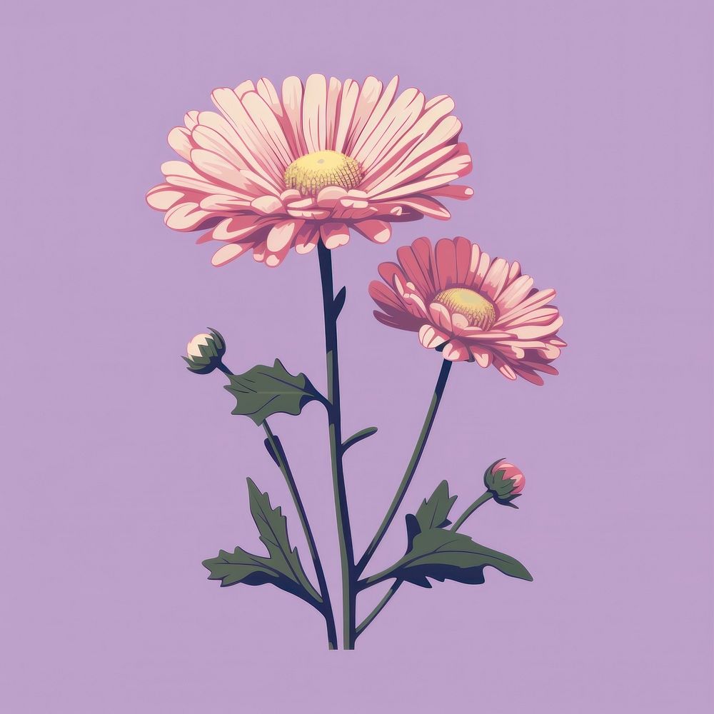 Aster flower plant inflorescence. AI generated Image by rawpixel.