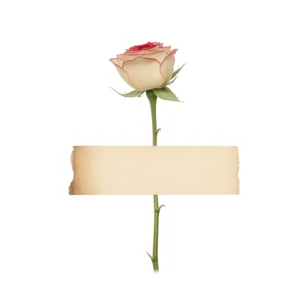Minimal adhesive tape is stuck on the rose flower plant white background. AI generated Image by rawpixel.