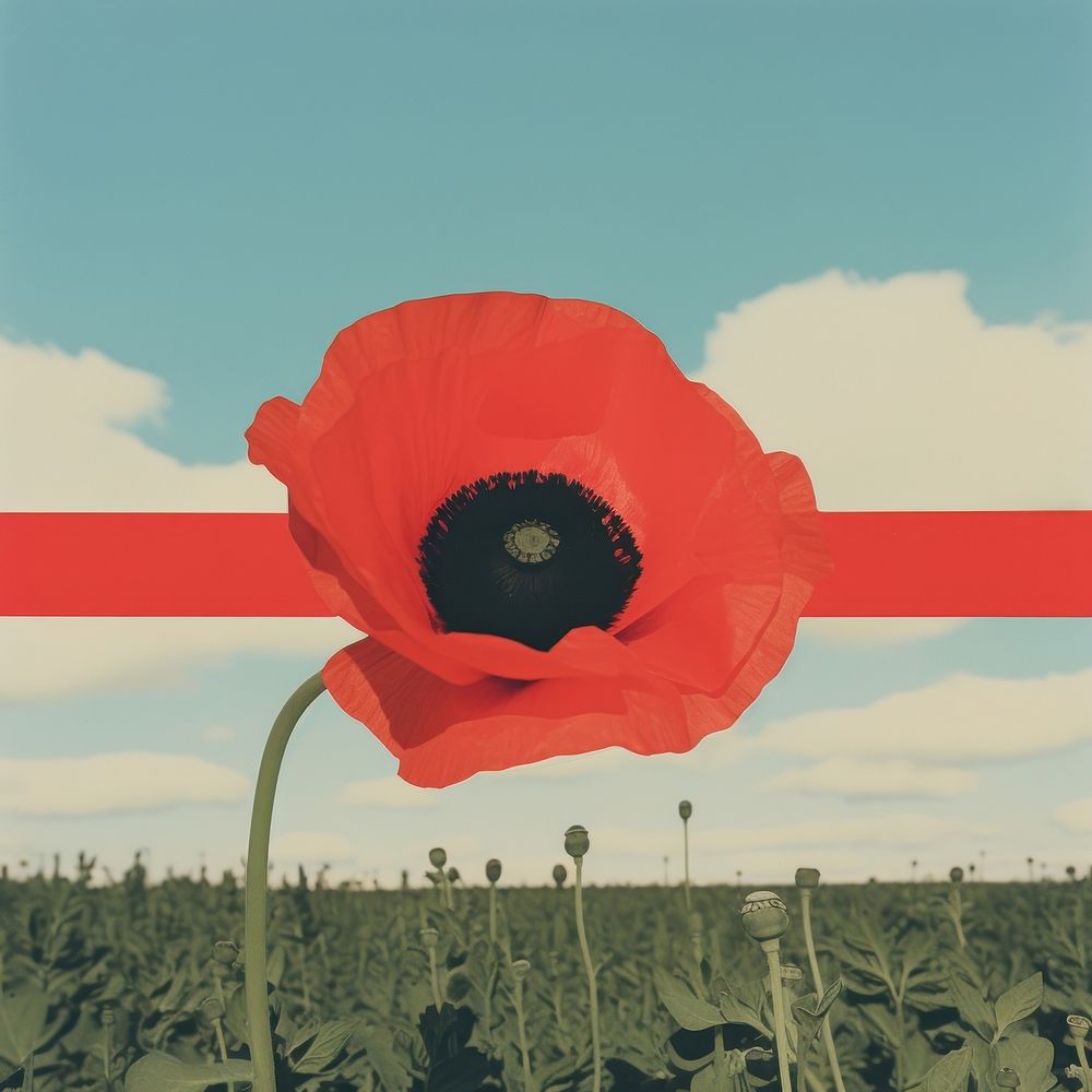 Poppy flower plant inflorescence. AI generated Image by rawpixel.