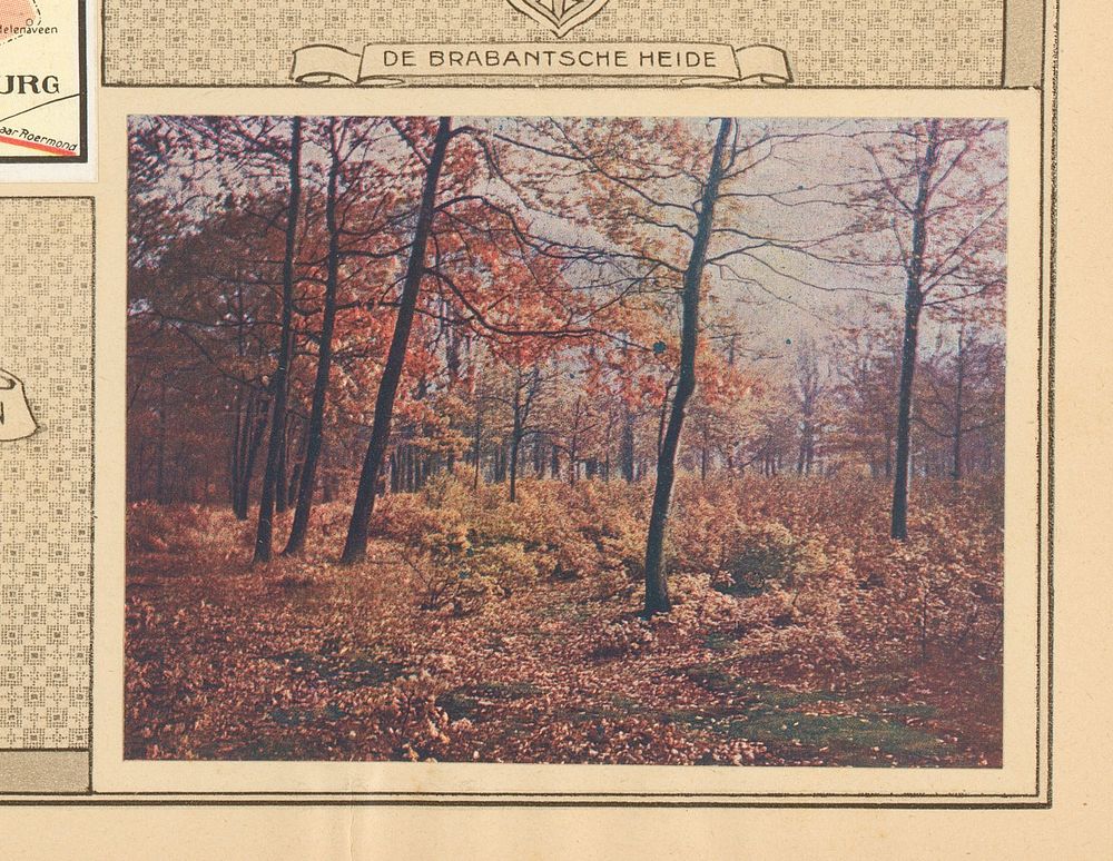 Heidelandschap in Brabant (1915) by anonymous