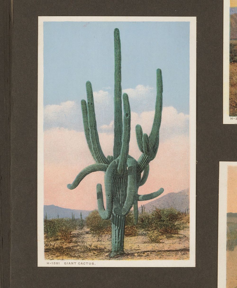 Giant cactus (c. 1928) by anonymous