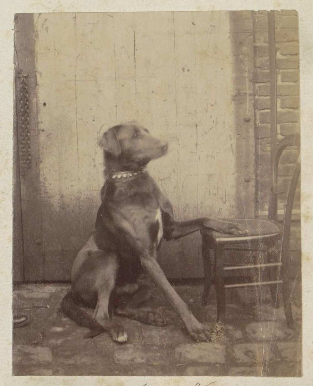 Zittende hond met poot op een stoel (1886) by anonymous