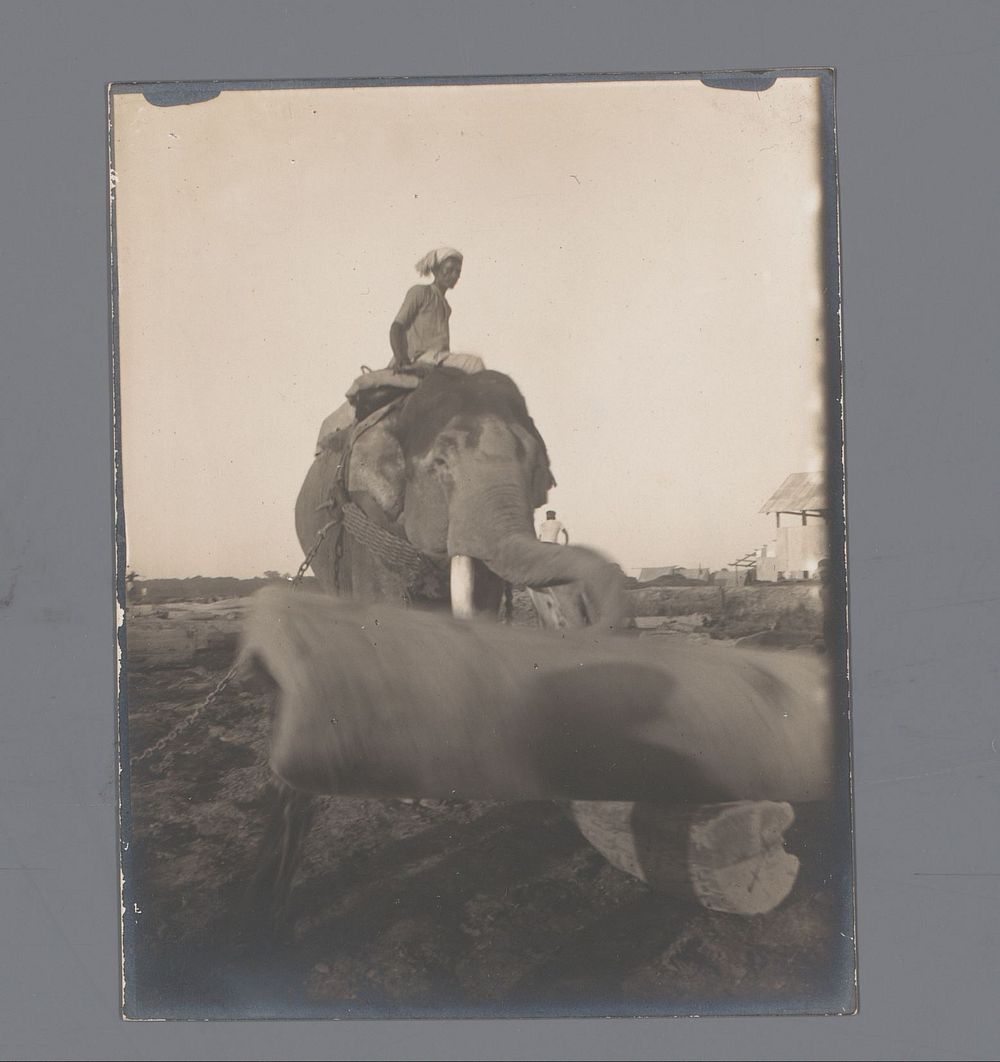 Een berijder op een olifant bezig met het verslepen van boomstammen, India (1907) by Jan Adriani