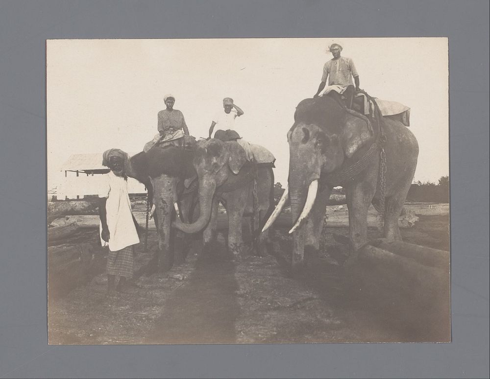Een man bij drie olifanten en hun berijders, India (1907) by Jan Adriani