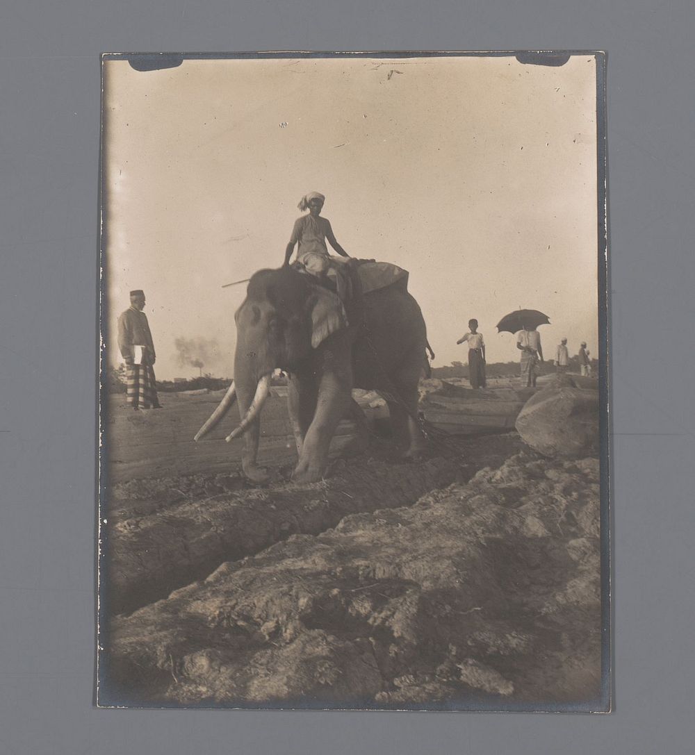 Een olifant met zijn berijder bezig met het verslepen van een boomstam, India (1907) by Jan Adriani