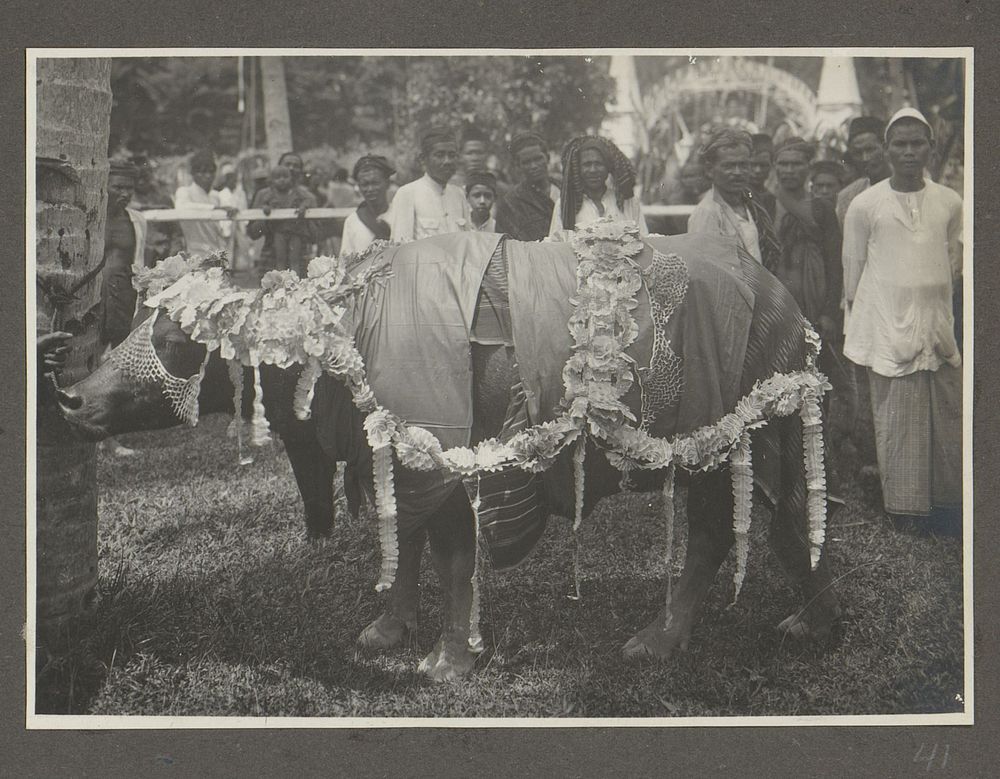 Versierde koe met omstanders bij het jubileum van de Sultan bij diens paleis (1919) by anonymous