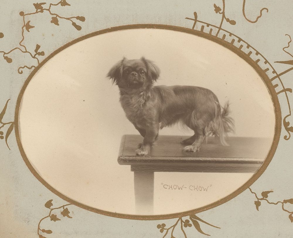 Portret van een hond (1899 - 1920) by James W Howard