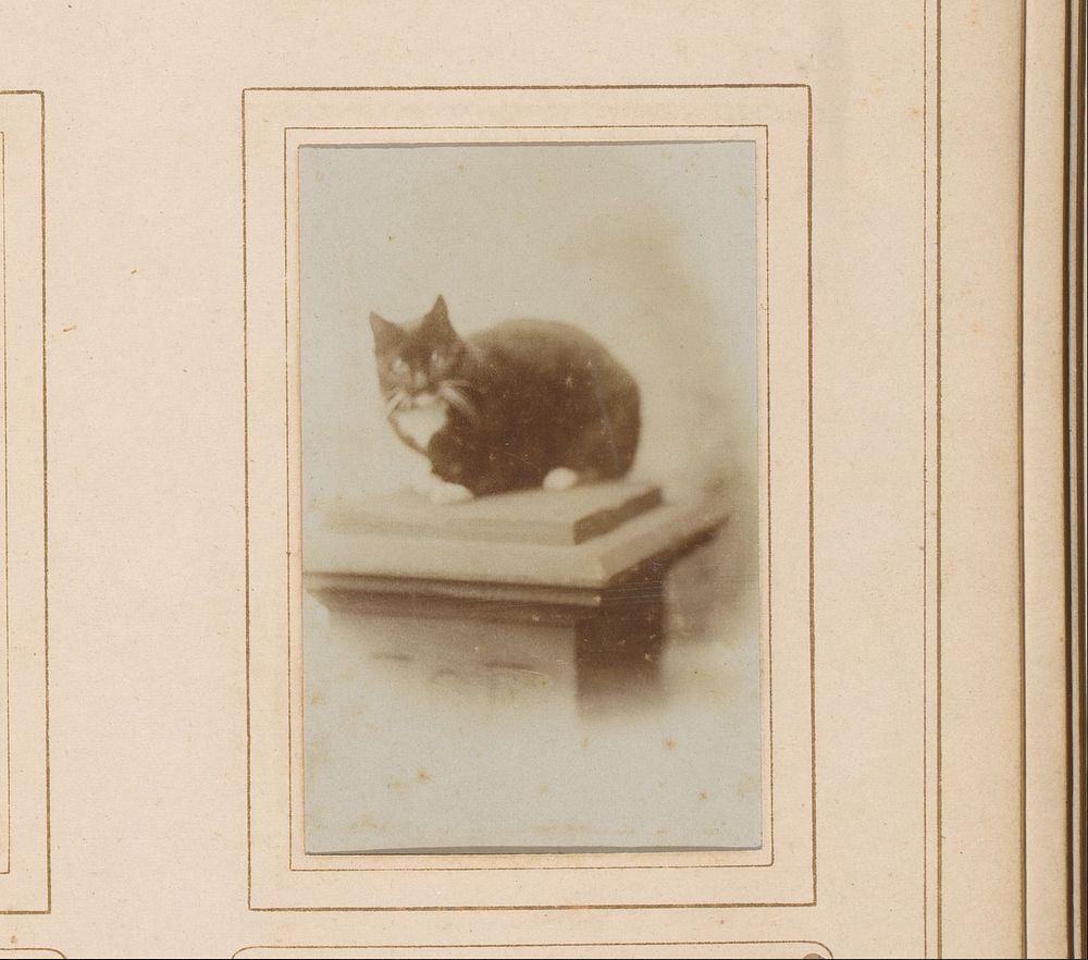 Kat, zittend op een zuil (1880 - 1920) by Photographie De Concurrent