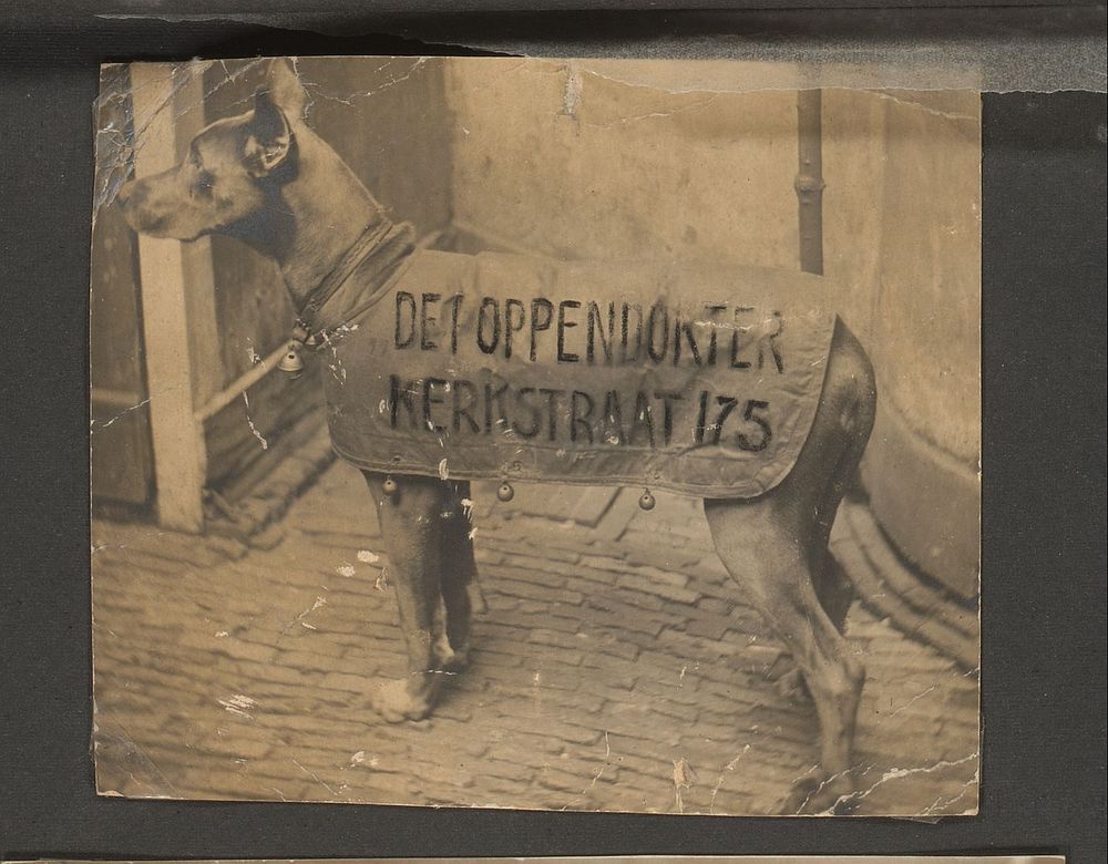Hond met reclametekst van De Poppendokter (1930 - 1940) by anonymous