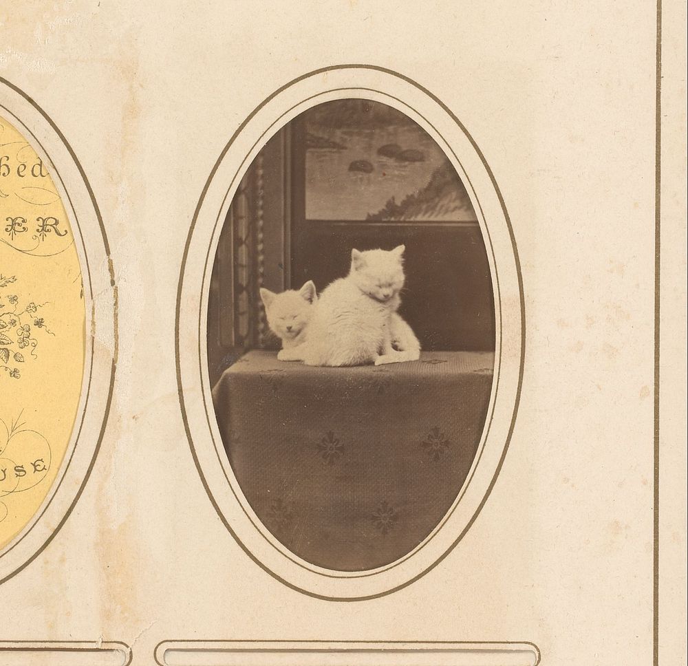 Portret van twee katten (1860 - 1880)