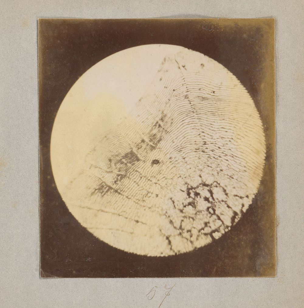 Microscopische opname van schubben, veertig keer vergroot (1887 - 1888) by Marinus Pieter Filbri