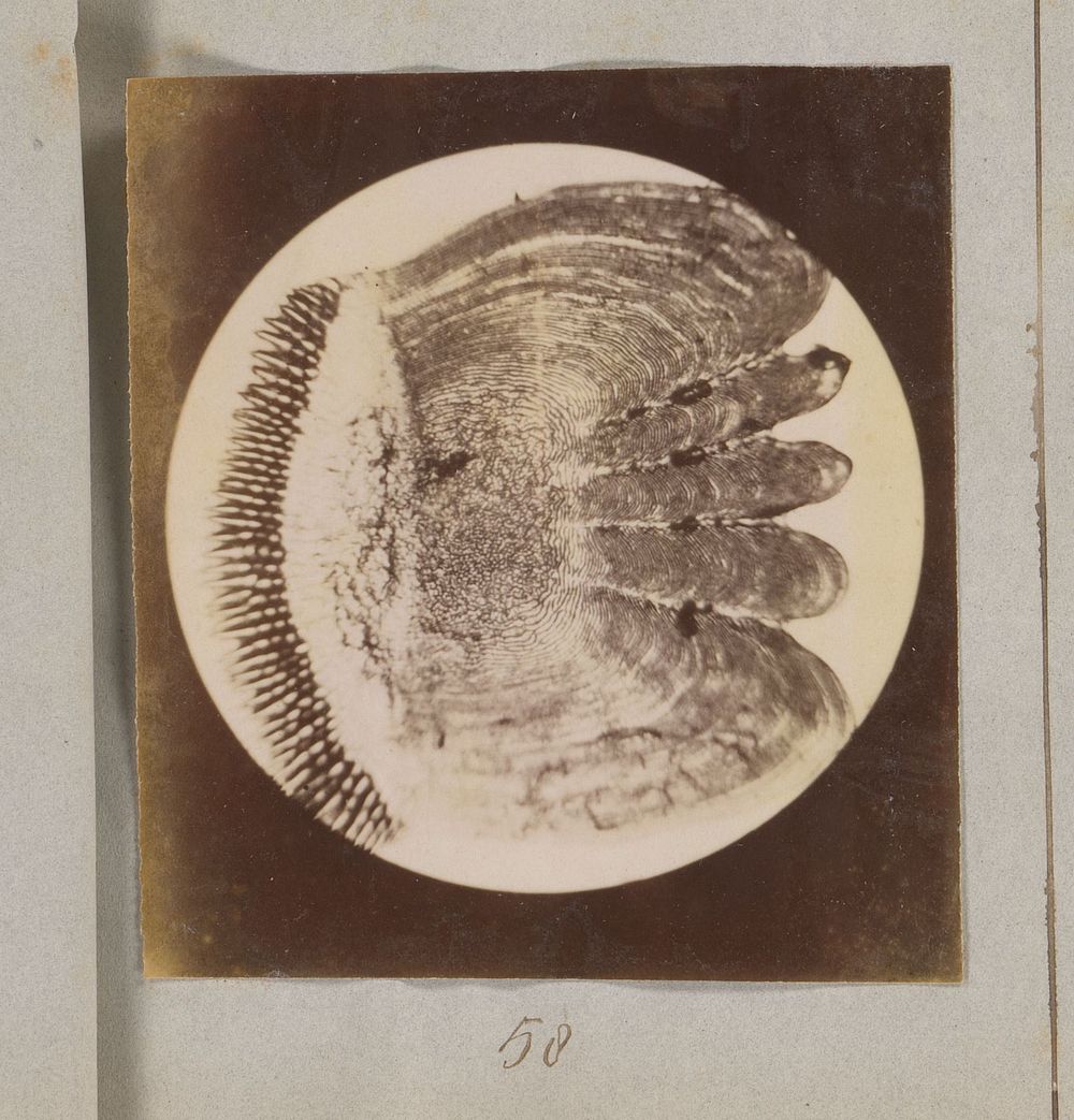 Microscopische opname van schub van een baars, veertig keer vergroot (1887 - 1888) by Marinus Pieter Filbri