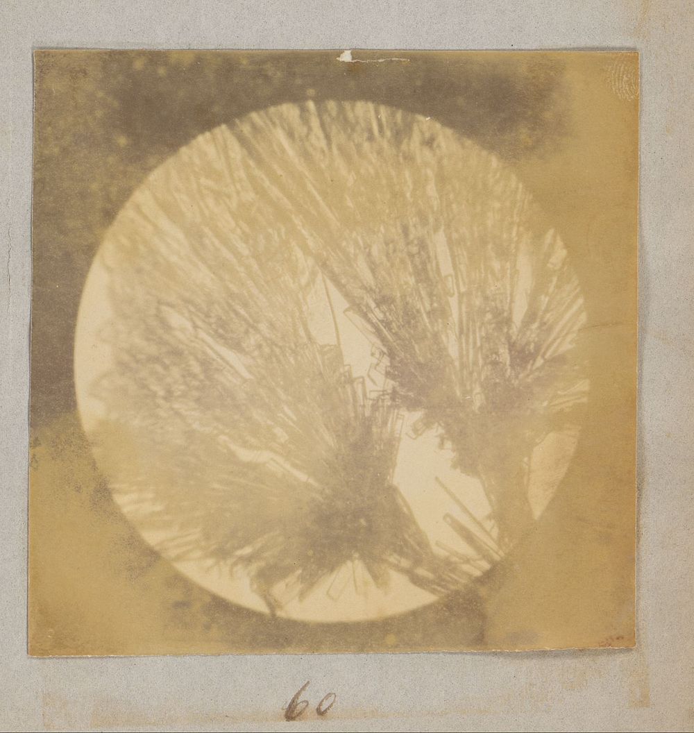 Microscopische opname van salicinekristallen, zestig keer vergroot (1887 - 1888) by Marinus Pieter Filbri