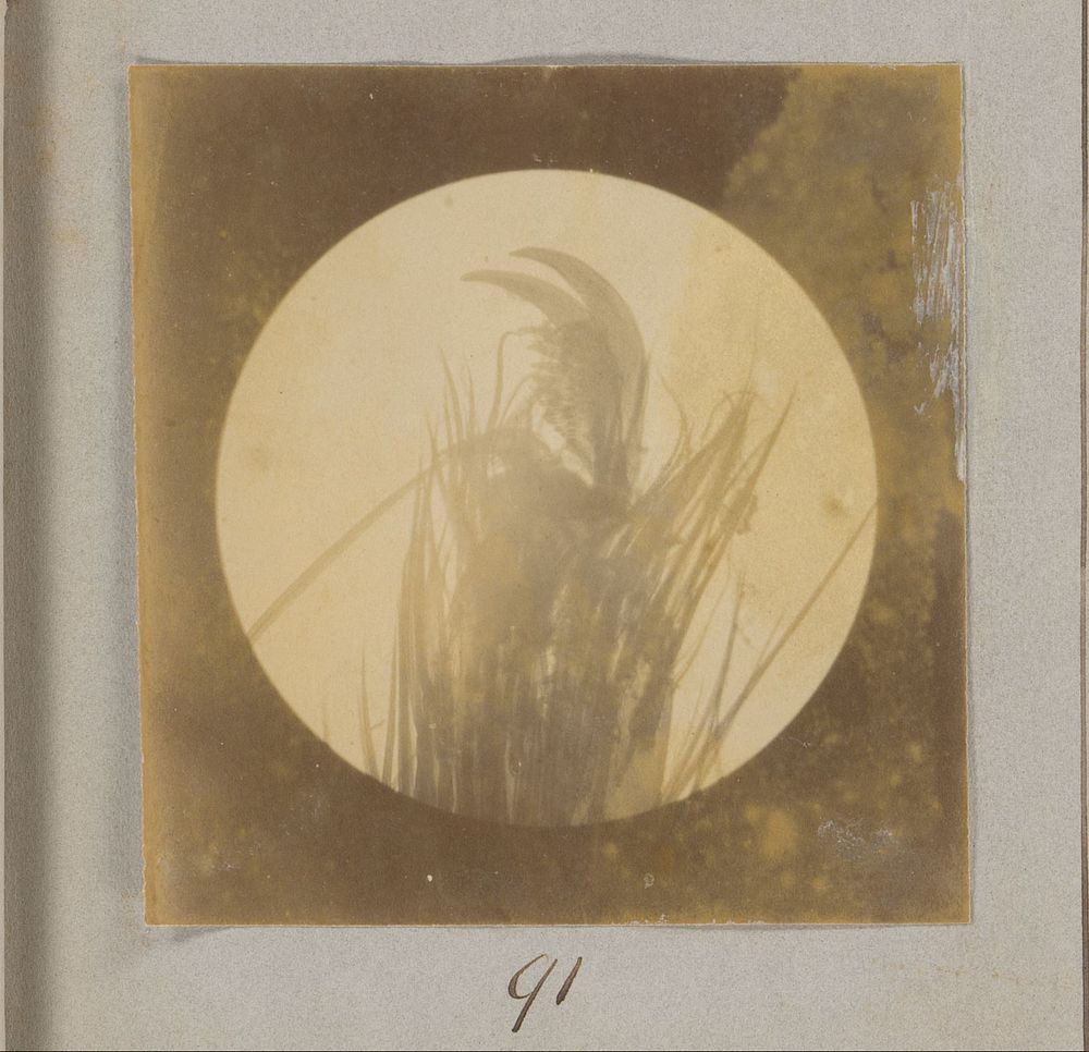 Microscopische opname van een spinnenpoot, tachtig keer vergroot (1887 - 1888) by Marinus Pieter Filbri