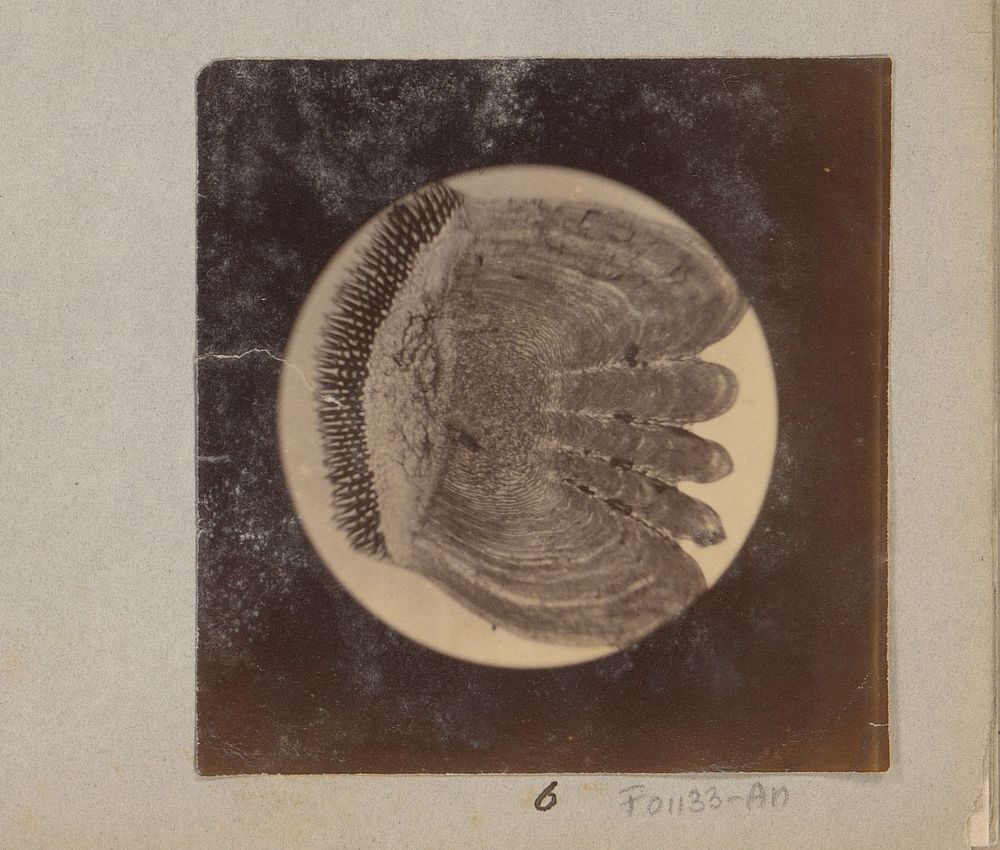 Microscopische opname van schub van een baars, 25 keer vergroot (1887 - 1888) by Marinus Pieter Filbri