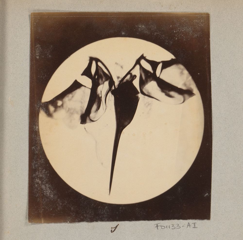 Microscopische opname van angel van een honingbij, 25 keer vergroot (1887 - 1888) by Marinus Pieter Filbri