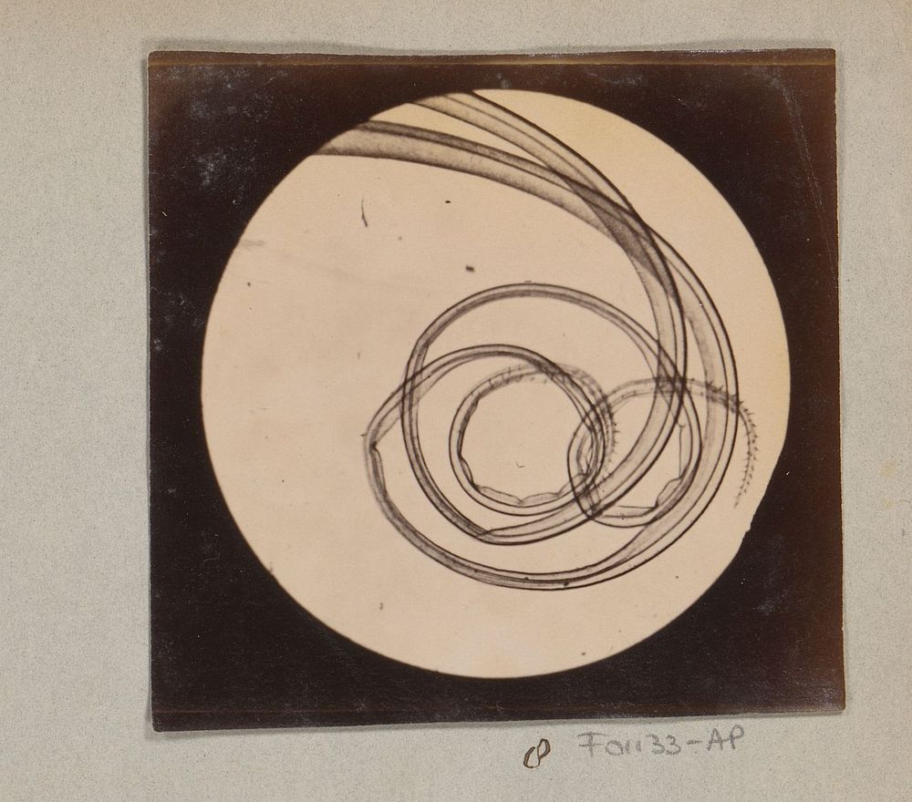 Microscopische opname van voelspriet van een nachtvlinder, dertig keer vergroot (1887 - 1888) by Marinus Pieter Filbri