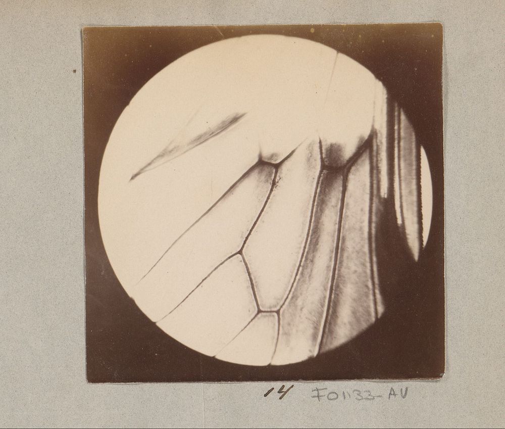 Microscopische opname van vleugel van een vlieg, dertig keer vergroot (1887 - 1888) by Marinus Pieter Filbri