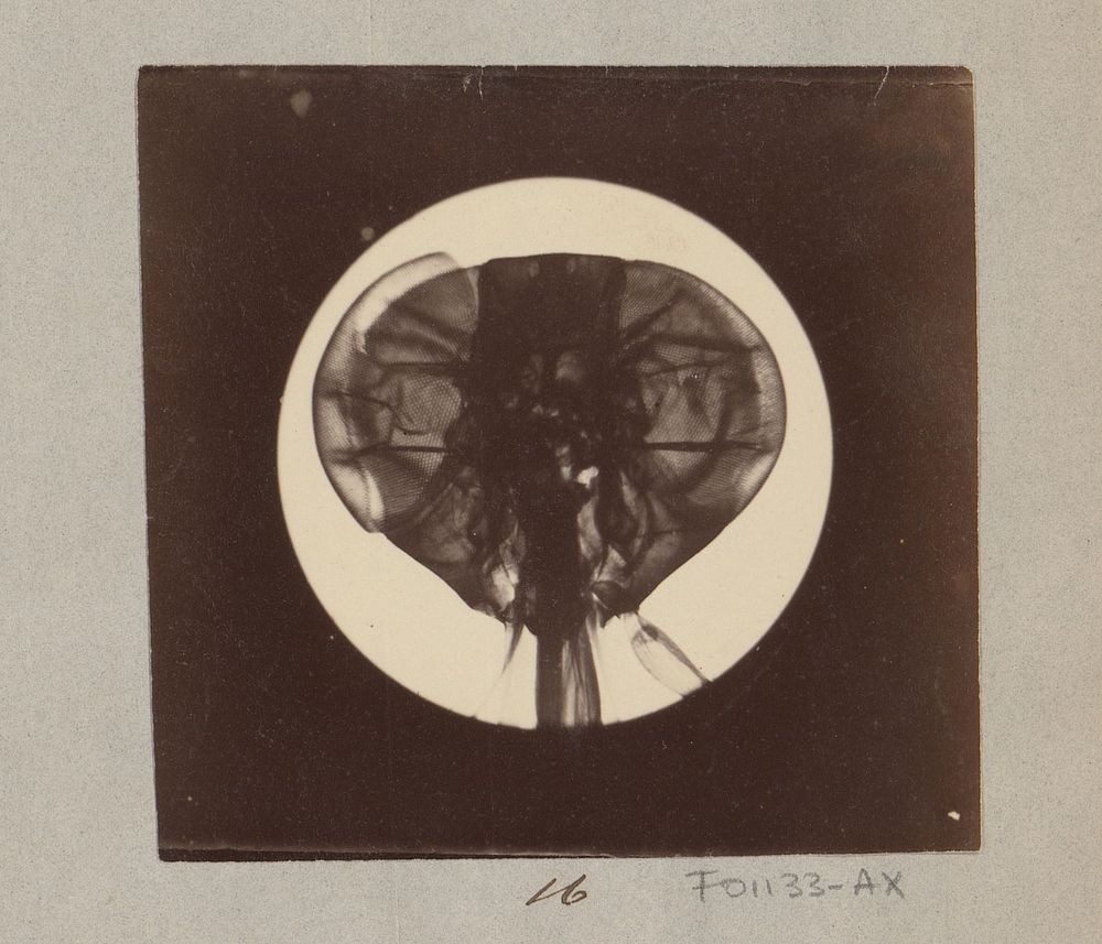 Microscopische opname van kop van een vlieg, 25 keer vergroot (1887 - 1888) by Marinus Pieter Filbri