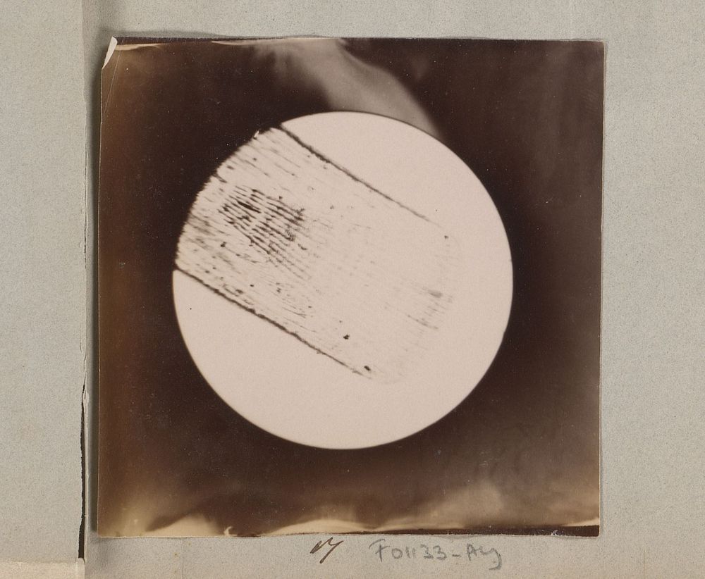 Microscopische opname van schub van een tong, 25 keer vergroot (1887 - 1888) by Marinus Pieter Filbri