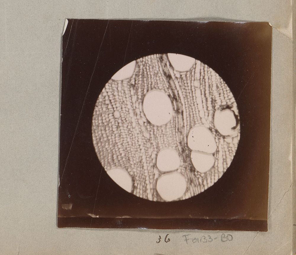Microscopische opname van mahoniehout, zestig keer vergroot (1887 - 1888) by Marinus Pieter Filbri