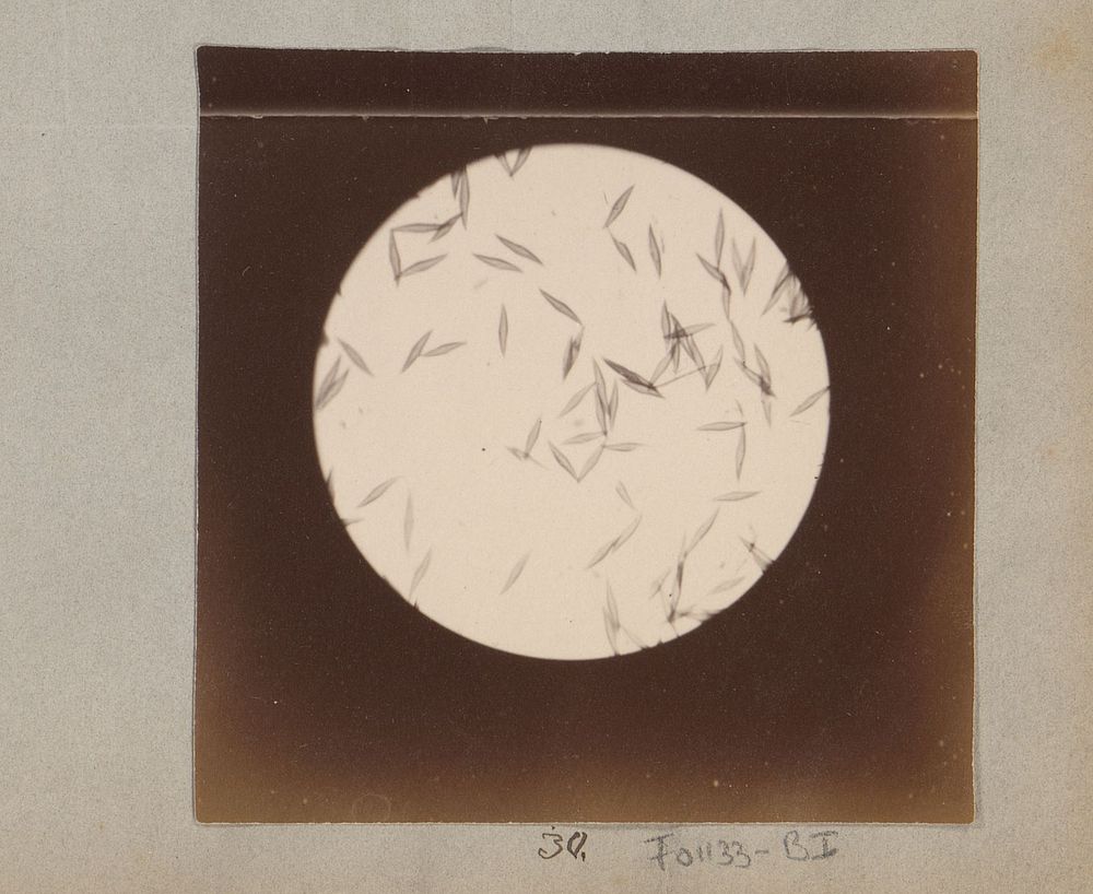 Microscopische opname van een onbekende structuur, 25 keer vergroot (1887 - 1888) by Marinus Pieter Filbri